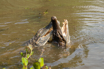 Black kajman Melanosuchus niger south america