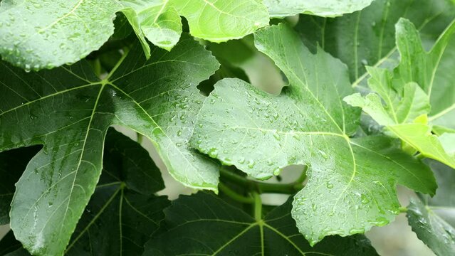 Fig tree leaves in rainy weather. Rain drops on fig leaves in summer. High quality 4k footage