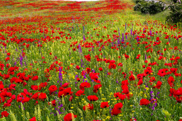 Field of poppy flowers, daylight and outdoor, Georgian nature