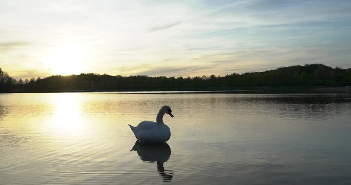Ein Schwan steht im Wasser in der Abendsonne