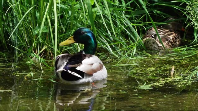 The mallard or wild duck, Anas platyrhynchos is a dabbling duck which breeds throughout the temperate and subtropical Americas, Eurasia, and North Africa. Here swimming on a lake in Munich, Germany.