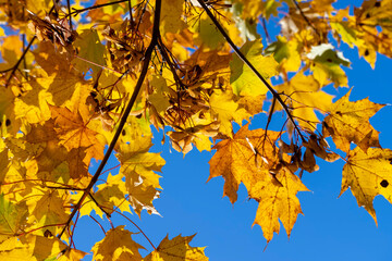 Yellowing maple foliage in the autumn season