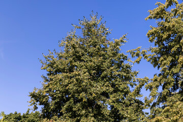 Obraz premium Deciduous trees with green foliage in summer