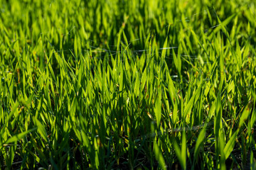 Green grass with a lot of damage and defects