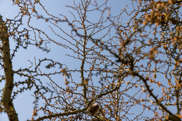 larch tree in sunny weather in early spring