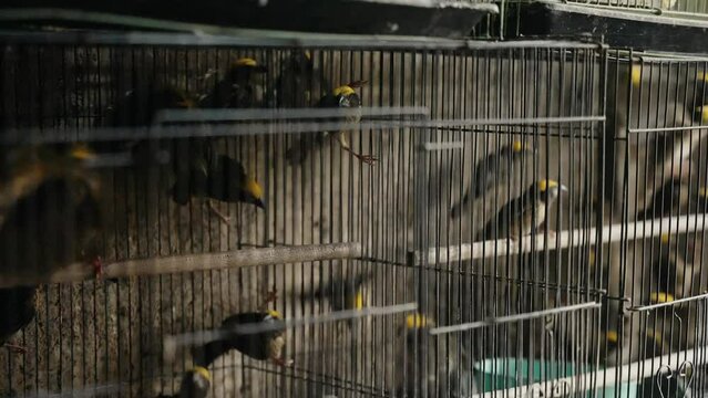 bird inside a cage sold in traditional animal birds market in Indonesia 