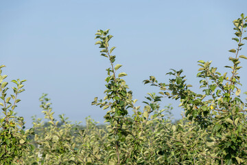 Apple harvest in the apple orchard