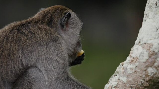 Backentaschenaffen Bilder Durchsuchen 1,238 Archivfotos