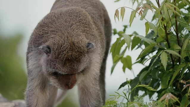 crab-eating macaque (Macaca fascicularis), long-tailed macaque,  cercopithecine primate native to Southeast Asia walking wild in to the jungle of Indonesia 