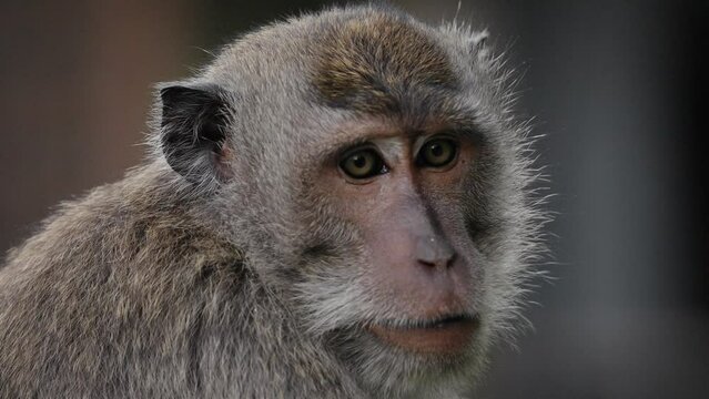 extreme close up of crab-eating macaque (Macaca fascicularis), long-tailed macaque,  cercopithecine primate native to Southeast Asia expressive face