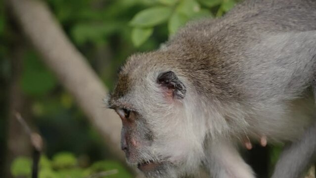 face close up of crab-eating macaque (Macaca fascicularis), long-tailed macaque,  cercopithecine primate native to Southeast Asia 