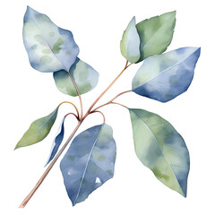  eucalyptus leaves watercolor PNG