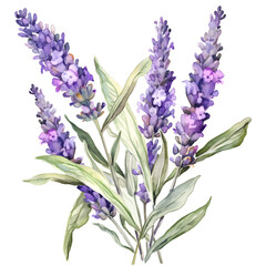 Obraz premium lavender watercolor illustration