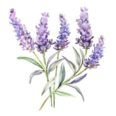 lavender watercolor illustration