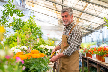 Gardener working in a nursery inside the flower greenhouse as caring for plants in the nursery