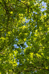 green young foliage of spring maples