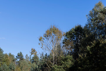 Autumn forest with trees during leaf fall