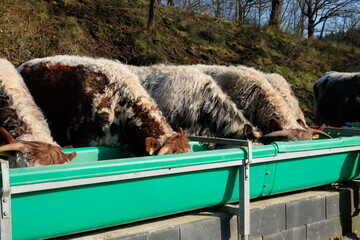 FU 2022-03-05 Zerkall 215 Kühe fressen Futter aus einem grünen Trog