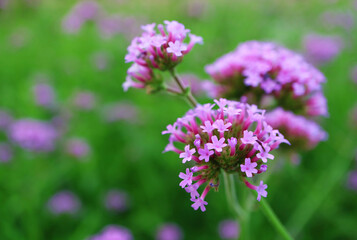 Closeup of Stunning Verbena Bonariensis or Purpletop Vervain Blossoming in the Field