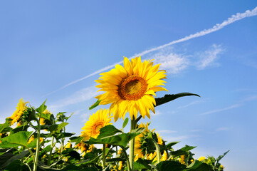beautiful sunflower in fiels against blue sky