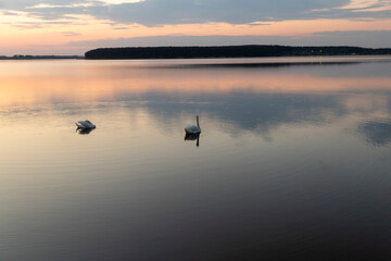 Obraz na płótnie Canvas swans floating on the lake during sunset in spring