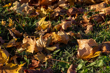 Maple tree foliage in autumn