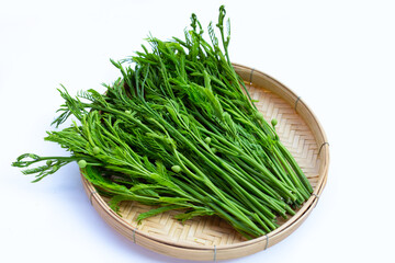 Leucaena leucocephala isolated on white background