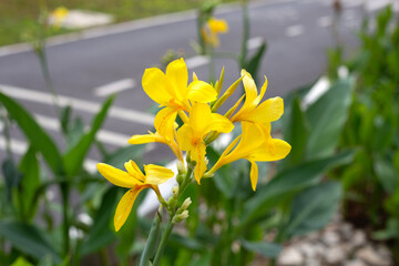 Beautiful canna flower with green leaves in the garden