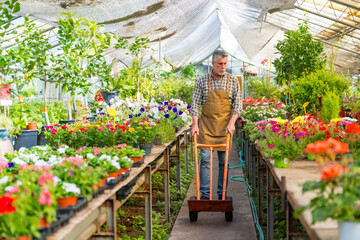 Obraz premium Elderly gardener working in a nursery inside the flower greenhouse with a wheelbarrow