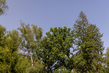 Forest with different trees in summer