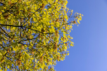 oak foliage and flowers in the spring season