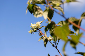 green raspberry bushes with unripe green berries