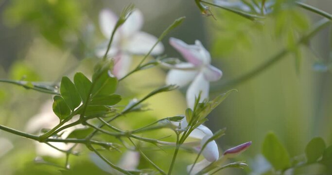 Close up of bush with green leaves and white flowers on sunny day, slow motion