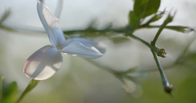 Close up of plant with green leaves and white flower on sunny day, slow motion