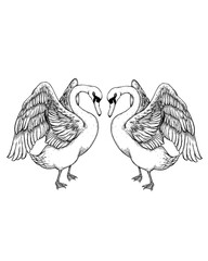two swans illustration drawing 