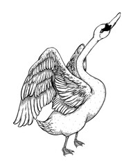 illustration of a swan © saranya