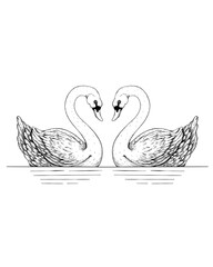 two swans on the water