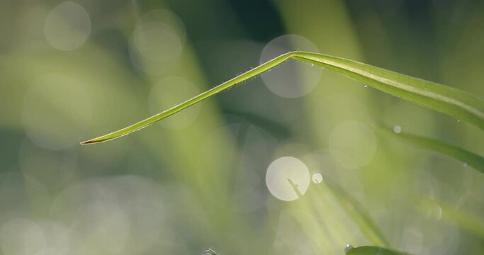 Close up of grass with waterdrops on sunny day, slow motion