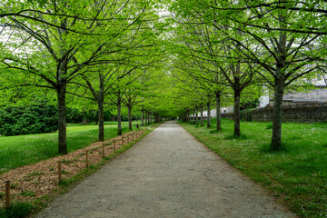 Beautiful tree lined lane at springtime