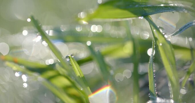 Close up of backlit grass with raindrops on sunny day, bokeh, slow motion
