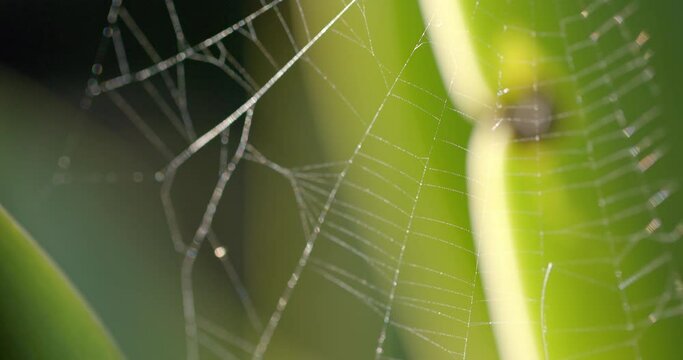 Close up of backlit spider's web on sunny day, slow motion