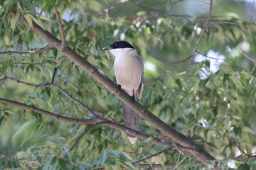 Azure-winged Magpie (Cyanopica cyanus) in Japan