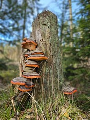 Fotografia, na której widoczne są jaskrawo pomarańczowe grzyby rosnące na starym, zbutwiałym pniu drzewa. Ich wyrazisty kolor dodaje energii temu rustykalnemu krajobrazowi - obrazy, fototapety, plakaty