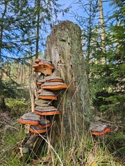 Wspaniałe ujęcie hub w pomarańczowym odcieniu, które zdobią zniszczony, lecz piękny pień drzewa. Kontrast kolorów między grzybami a otoczeniem podkreśla ich wyjątkowość i unikalny charakter - obrazy, fototapety, plakaty