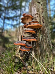 Urokliwe zdjęcie, na którym widać pomarańczowe grzyby rosnące na starożytnym pniu drzewa. Ich intensywny kolor wyróżnia się na tle naturalnej zieleni otaczającego lasu, tworząc mistyczną atmosferę