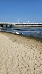 Urokliwe zdjęcie plaży, gdzie turkusowe fale morza łagodnie obmywają brzeg. Na wodzie unoszą się łabędź i kaczki, dodając nuty elegancji do tego idyllicznego krajobrazu wraz z molo w Sopocie - obrazy, fototapety, plakaty