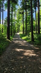 Urokliwe zdjęcie w lesie, gdzie pionowa ścieżka przepływa przez gąszcz zielonych drzew. Teren...