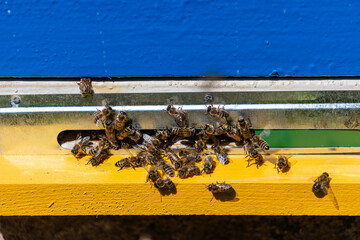 Honey bees fly next to the bee hive in the apiary to collect honey, closeup