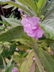 pink and white flower