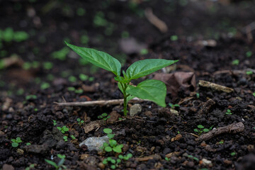 Fototapeta premium young sprouted pepper plants, close-up of chili seedlings